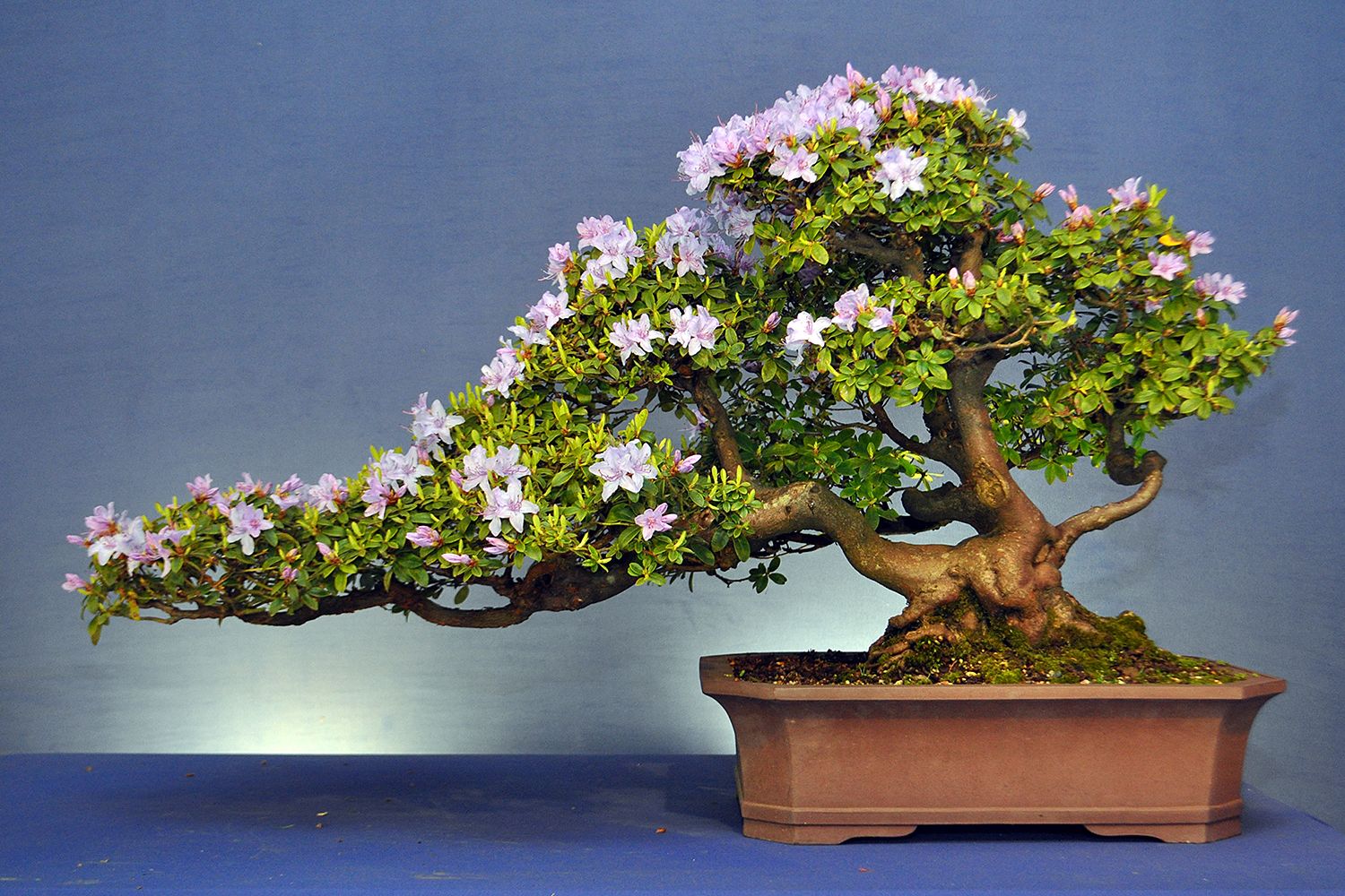 Бонсай в горшке живой. Банзай китайское дерево. Цветущий бонсай. Японский цветок бонсай. Мурайя бонсай.
