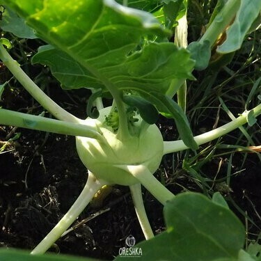 Seeds of Cabbage kohlrabi Viennese white (Brassica oleracea Gongylodes Group) — 30 pcs