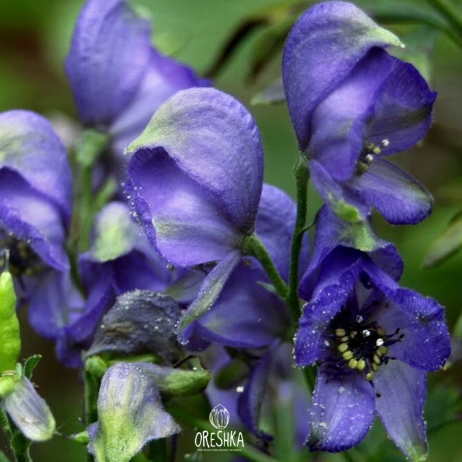 Seeds of Aconite (Blue rocket) (Aconítum napéllus) — 20 pcs