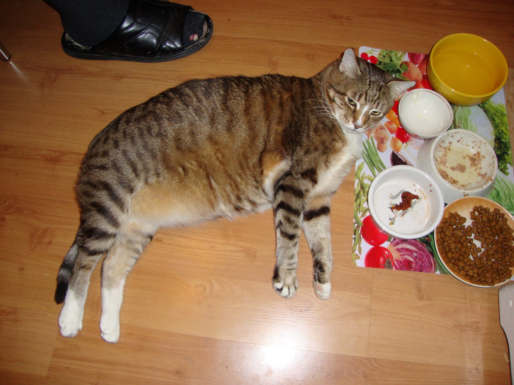 котенок с блюдцем. какие каши нельзя собакам. рис кошкам можно. кошка ест макароны. рис кошкам можно.