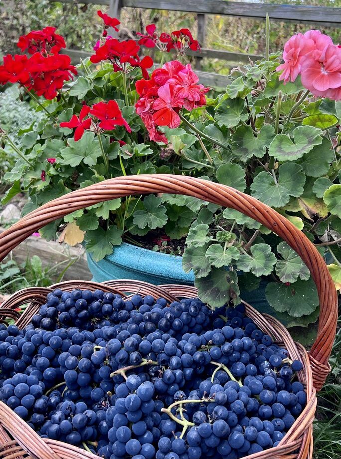 Контрольный список часть I. Как (построить) настроить биоценоз на своем ...