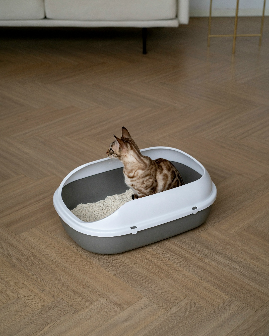 Как приучить к лотку котёнка или взрослую кошку, изображение №19