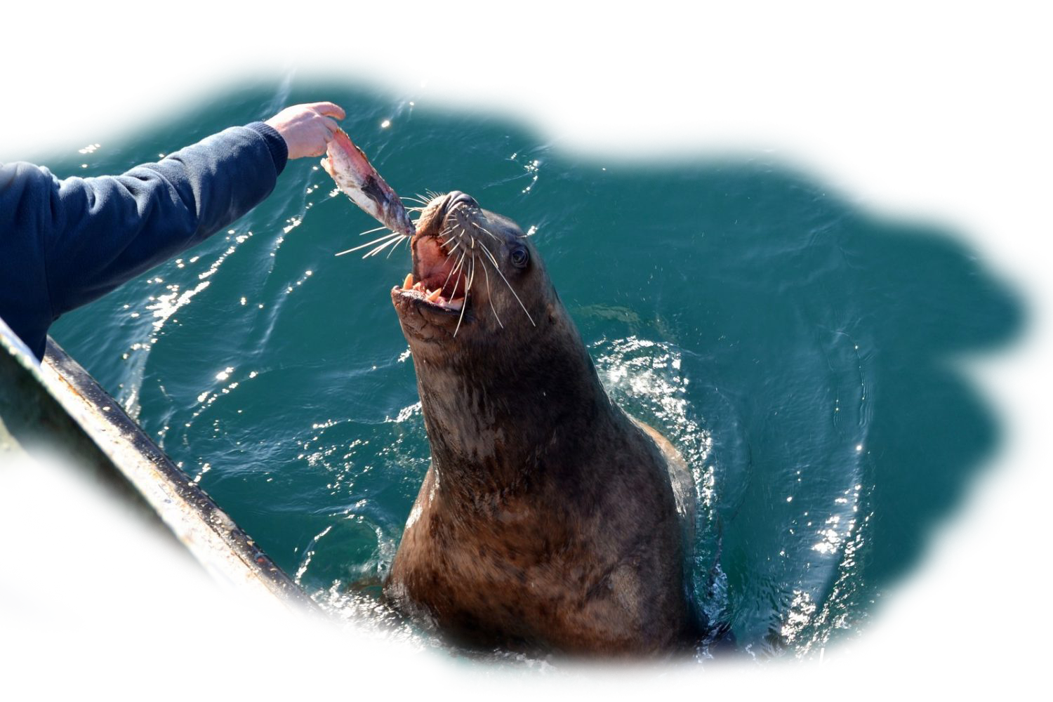 Настоящая Камчатка за 9 дней