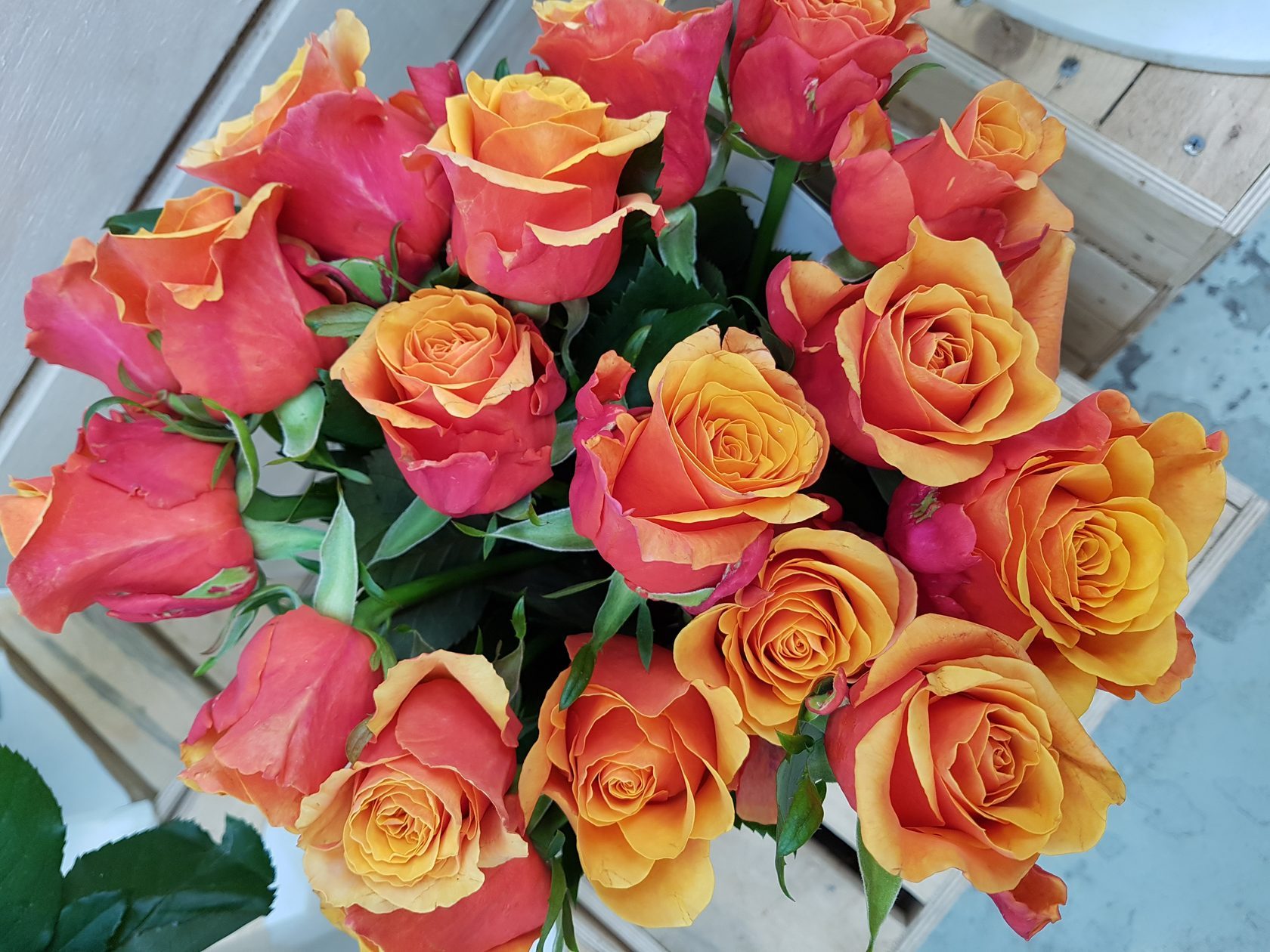 Роза Испания