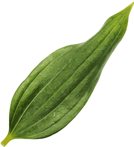 plant from creative design agency gigitalica