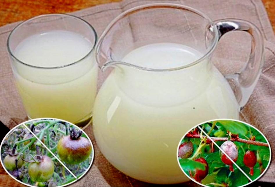 Культивация кисломолочных бактерий в домашних условиях