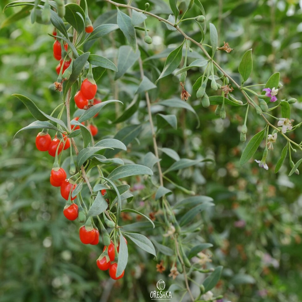 Seeds of Chinese wolfberry (Lycium barbarum) — 50 pcs