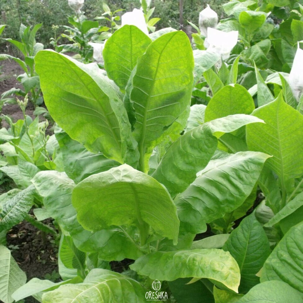 Seeds of Tobacco catterton (Nicotiana tabacum) — 300 pcs