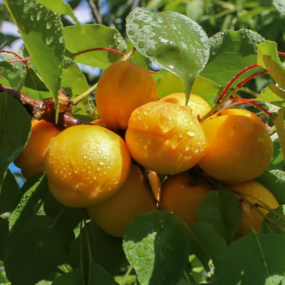 Сорт абрикоса медовый фото и описание сорта
