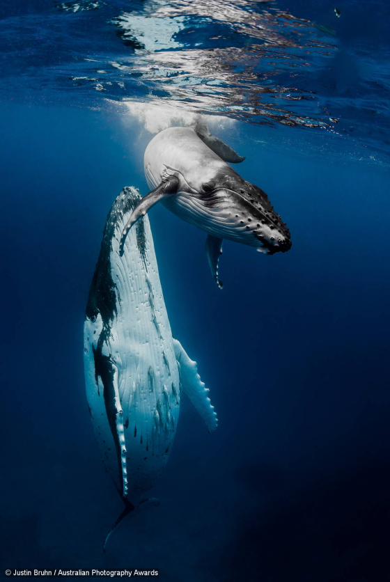 Дайвинг в Кабо-Верде. Наблюдение за китами. Брачные игры китов