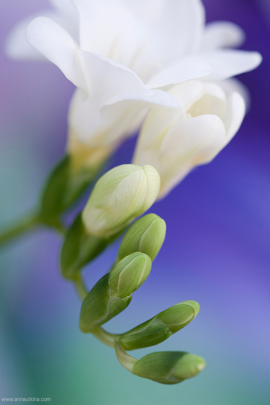 macro, macro flower, macro art, anna utkina, photography, macrophotograpy, floral art, макро, макрофотография, анна уткина