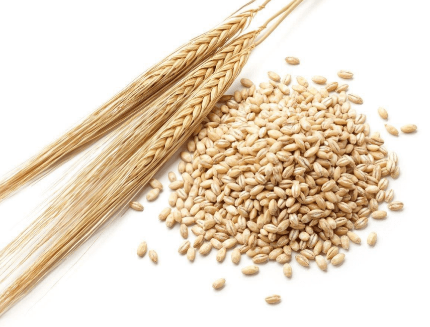 Определение белка в злаках