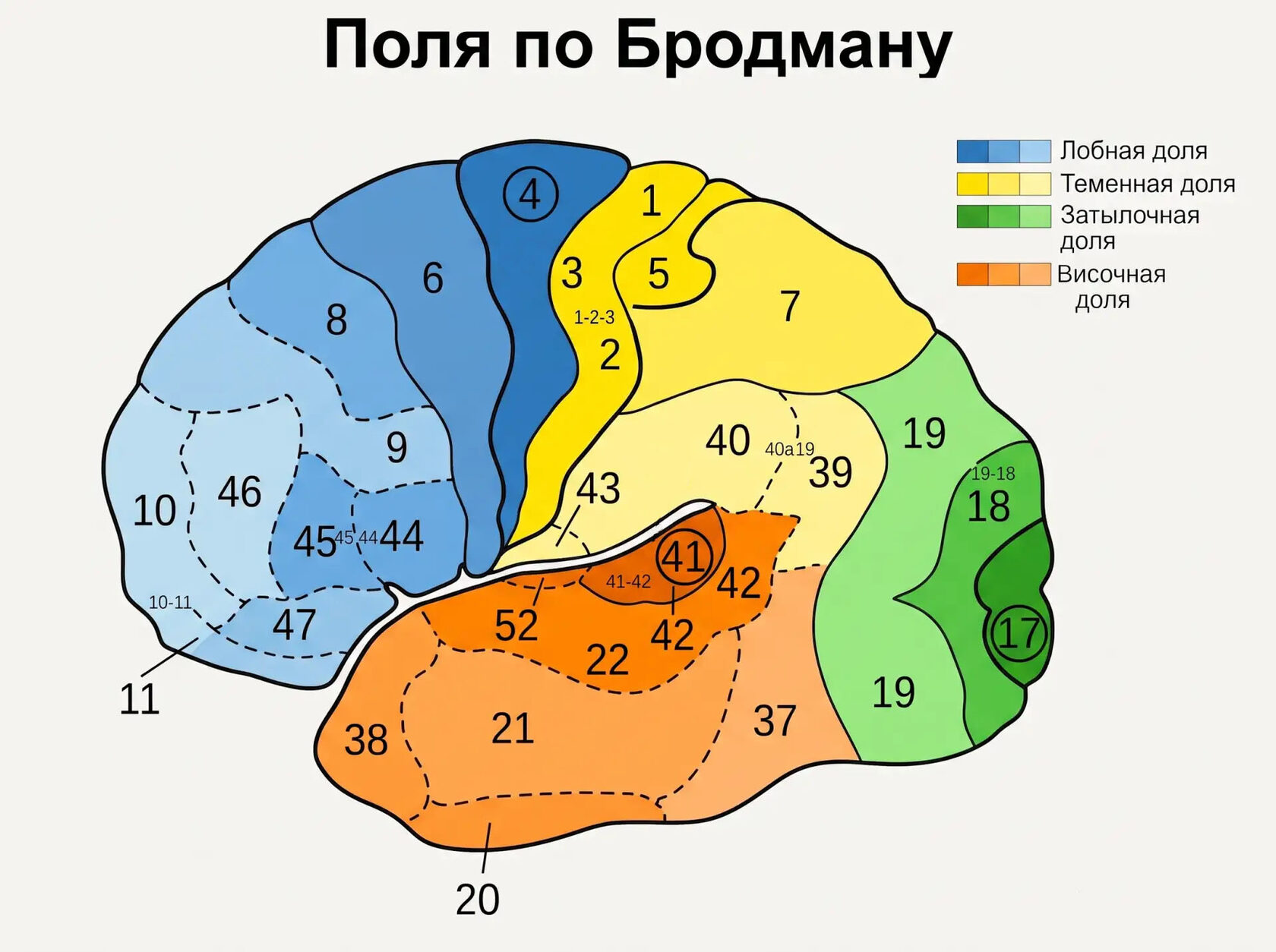 Поля мозга по Бродману