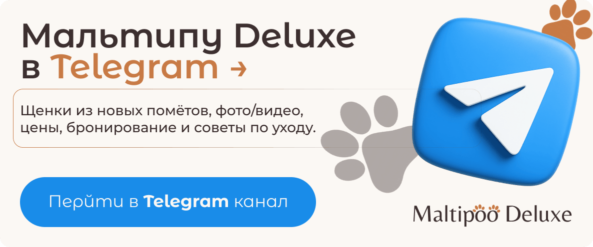 Баннер Телеграм питомника мальтипу
