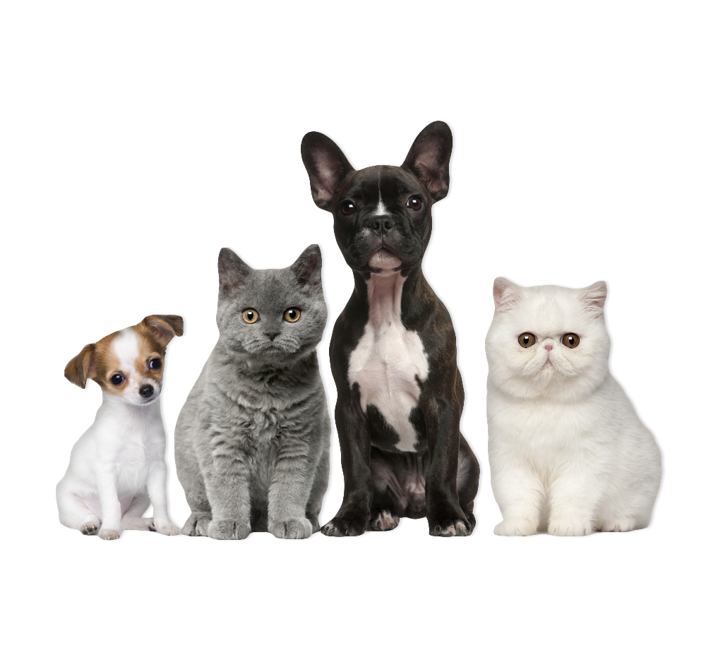 Животные породы кошек и собак. Породистые кошки и собаки. Разные породы кошек и собак. Кошки и собаки разныхпорд. Зоомагазин баннер.