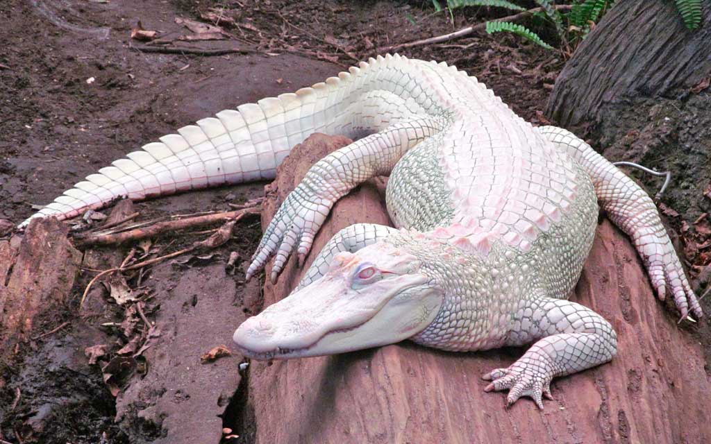 крокодил-альбинос