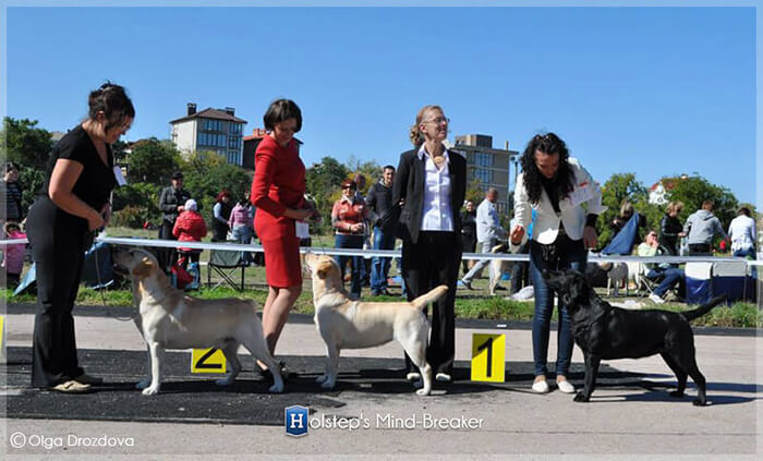 Девочки питомника Irislav,  Robusta Rich и Holstep's Mind-Breaker хорошо провели время на выставке собак в Севастополе и стали Лучшим Юниором породы и Лучшим представителем породы , поделив победы между собой