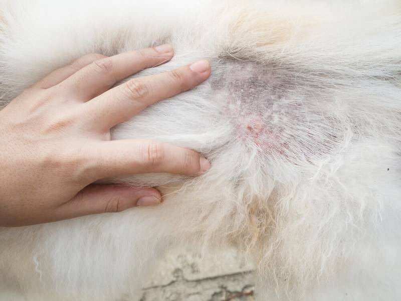 Выпадение шерсти у щенков и взрослых собак: основные причины