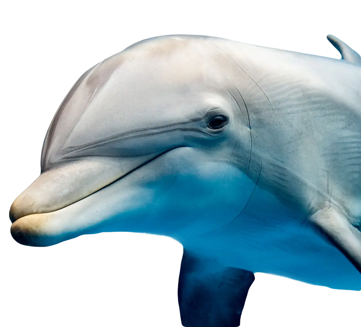 Дельфин - Тур на Сокотру