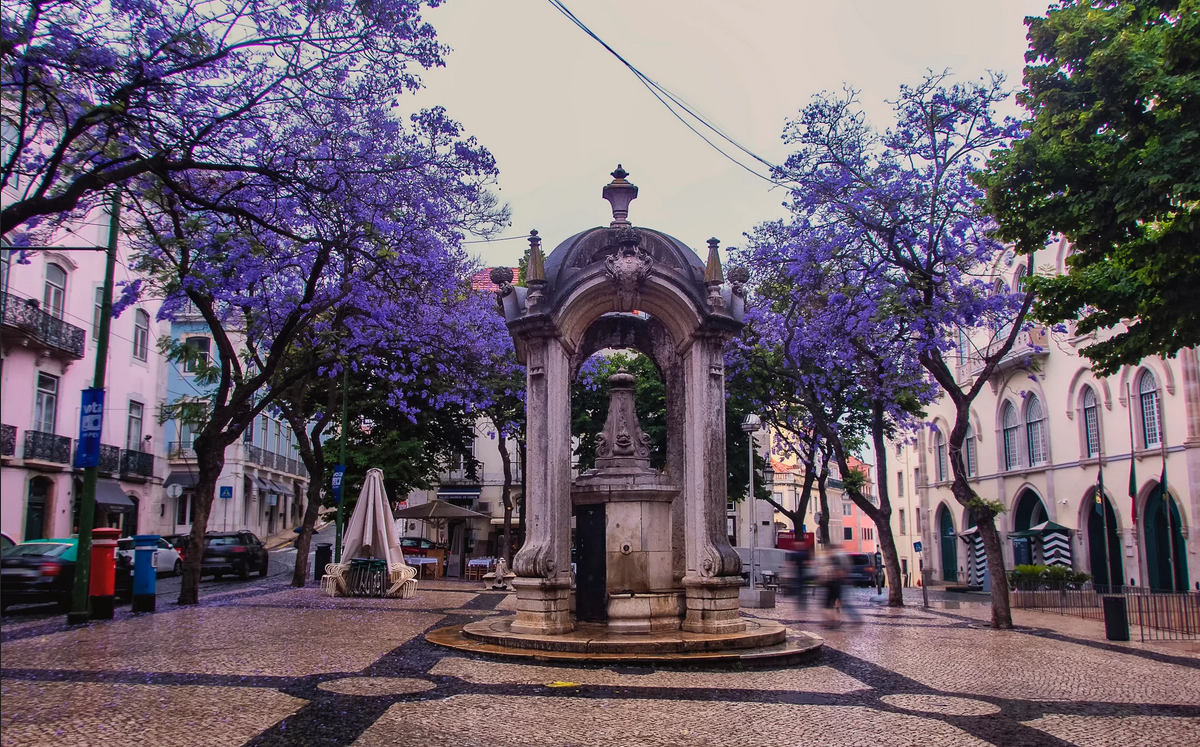 жакаранда в Лиссабоне