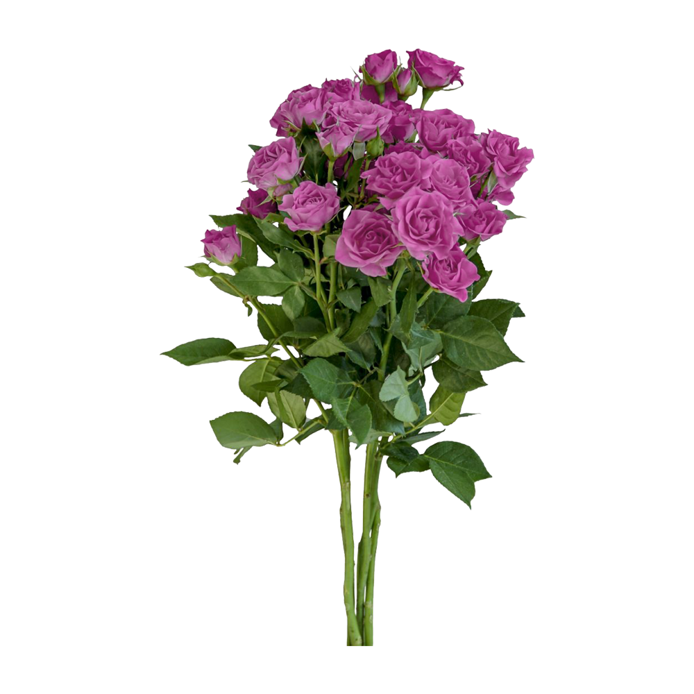 Букет из 15 роз как выглядит фото