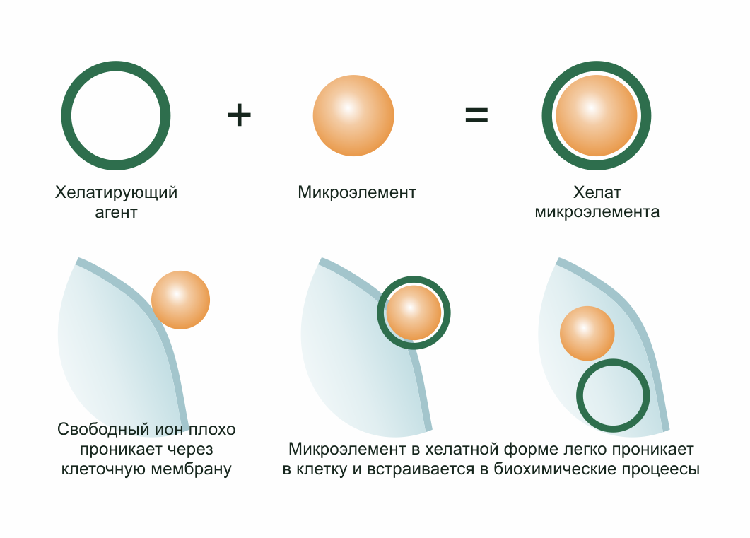 Хелаты микроэлементов. Хелатная форма. Хелатные соединения микроэлементов. Микроэлементы в хелатной форме.