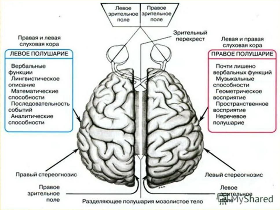 Функции полушарий головного мозга. Межполушарная асимметрия мозга схема. Анатомия правого полушария головного мозга. Структура соединяющая правое и левое полушарие головного.