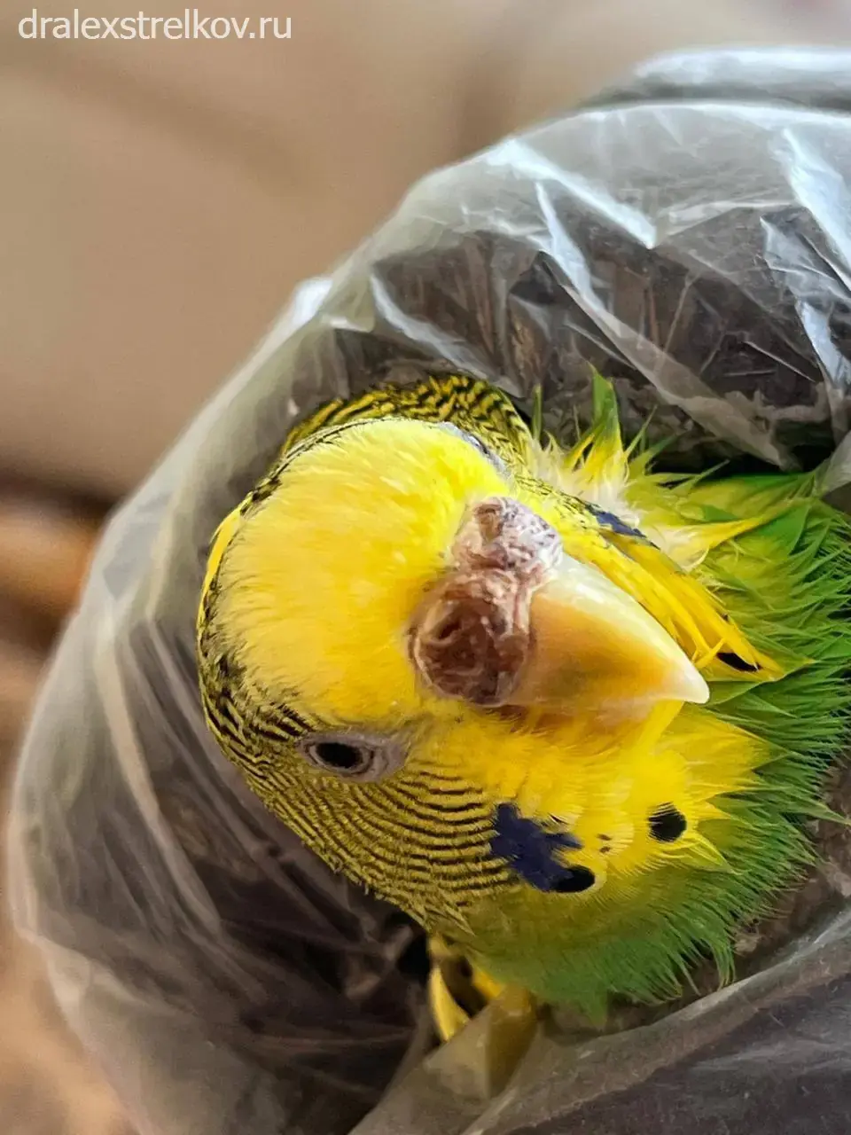 Попугай с серьезными проблемами оперения