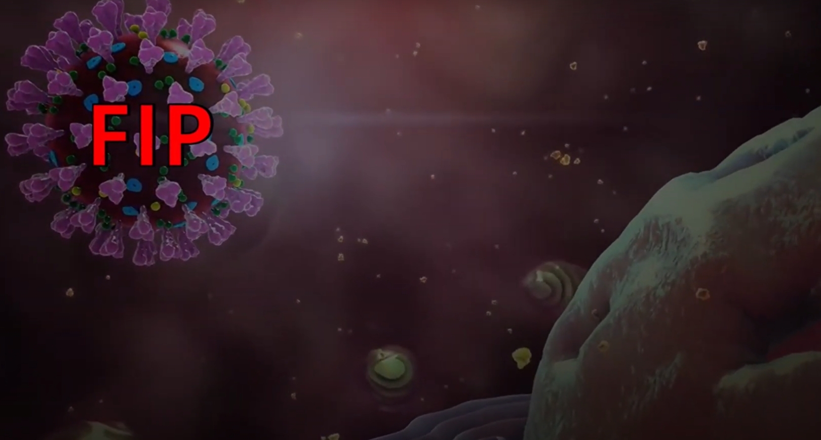 Схема вируса FIP