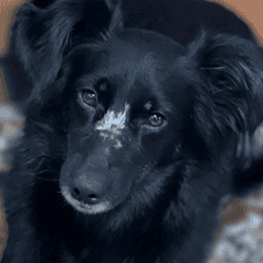 Собака Бетти