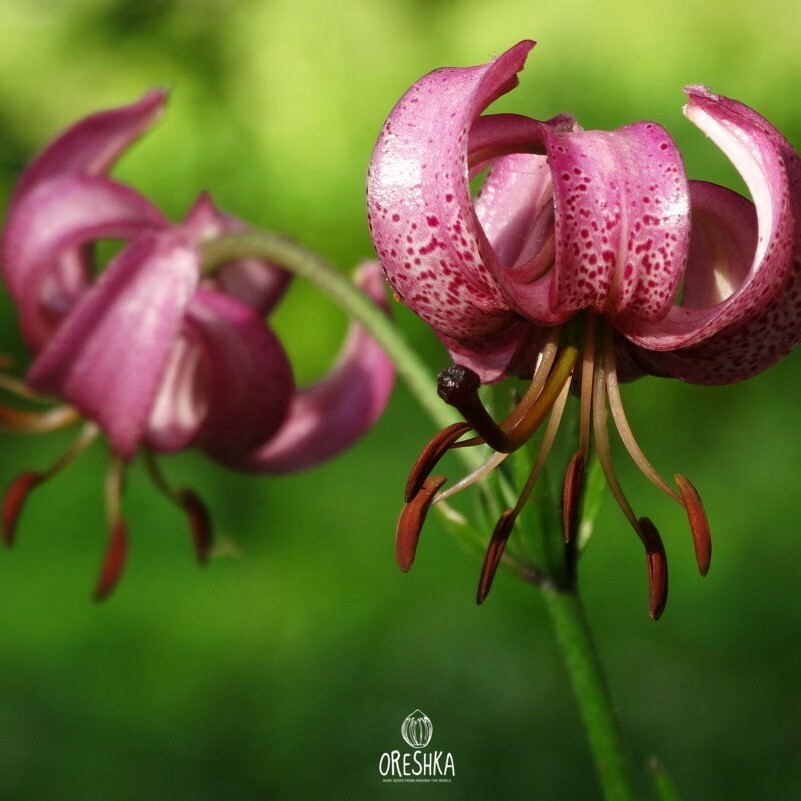 Lilium martagon wild plant in Siberian forest