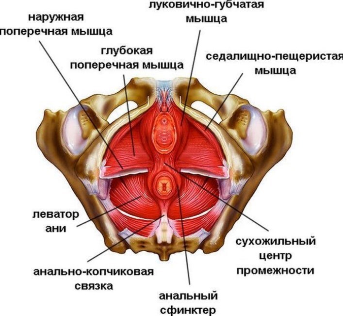 Поверхностные мышцы тазовой диафрагмы Поверхностные мышцы тазовой диафрагмы