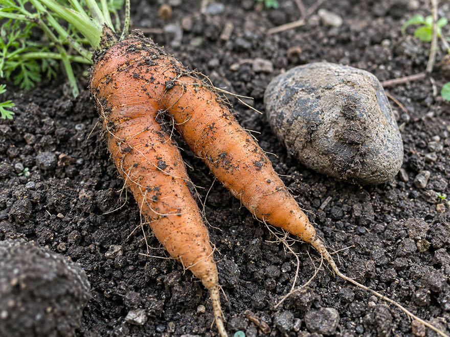 Forked carrot split into two legs beside a stone in soil