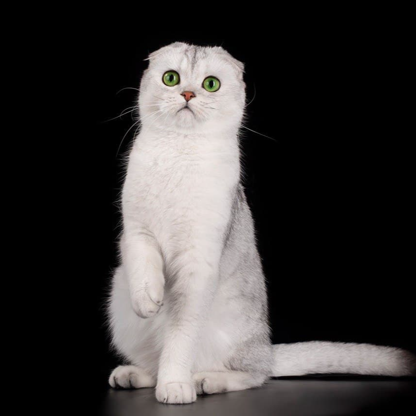 Шотландские котята спб. Шотландская вислоухая кошка. Шотландская вислоухая кошка шиншилла. Шотландские котята NS 11. Родословная скотиш фолда.