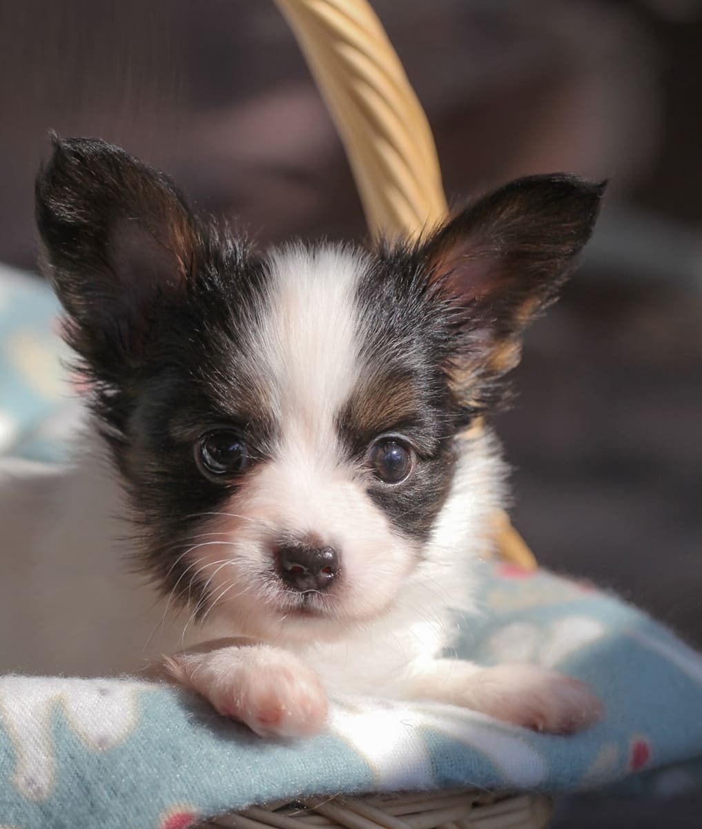 щенок папийона