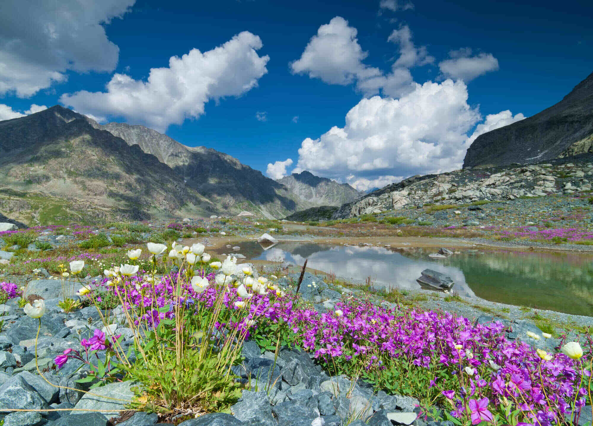 Фото алтая природа. Горный Алтай Альпийские Луга. Катунский заповедник Альпийские Луга. Цветущие горы Алтая. Альпийские Луга Кош Агач.