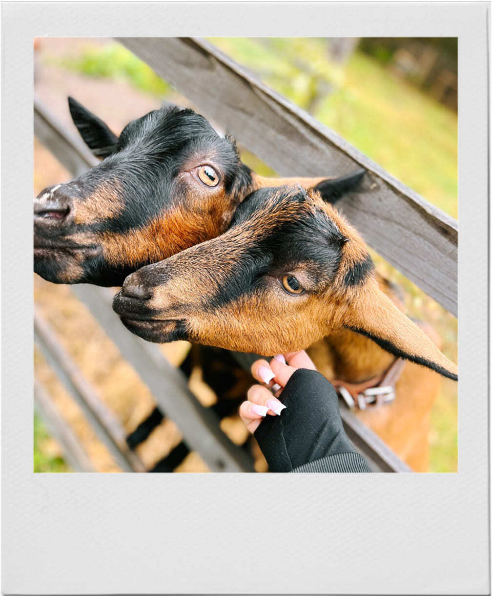 Ферма с животными в эко-отеле Под кронами в Подмосковье