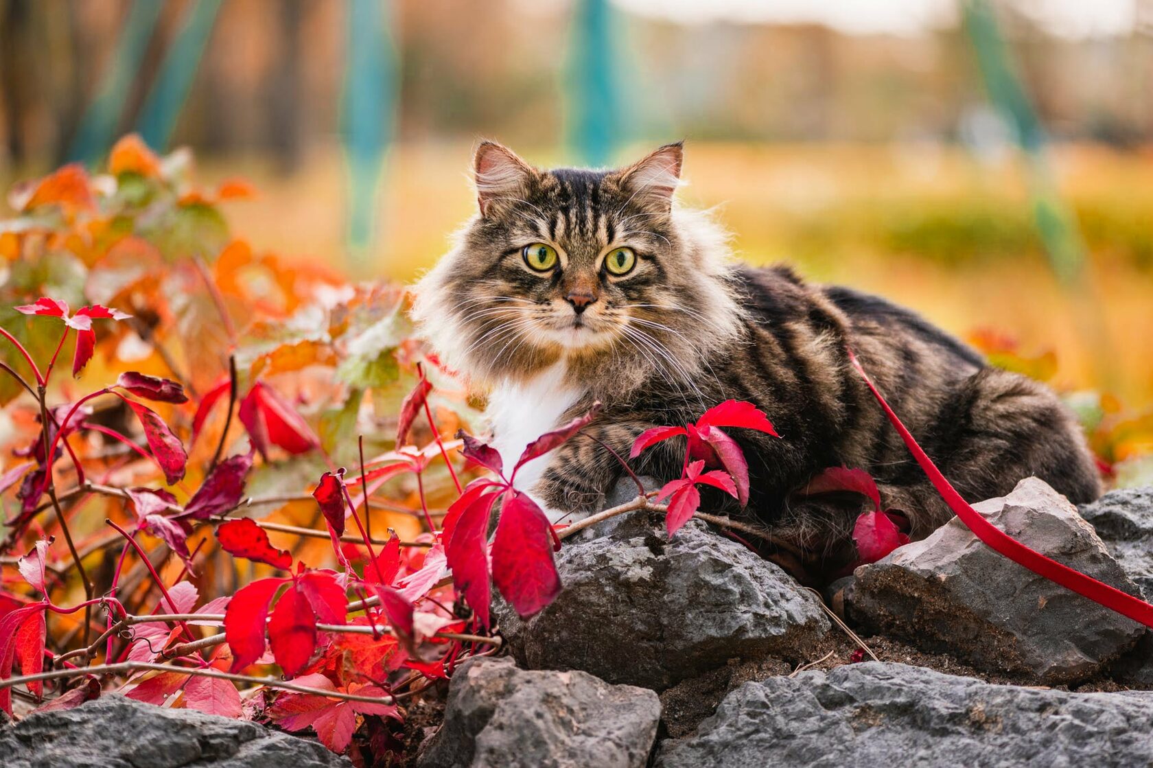 Кормление домашних кошек всего один раз в день может улучшить их здоровье