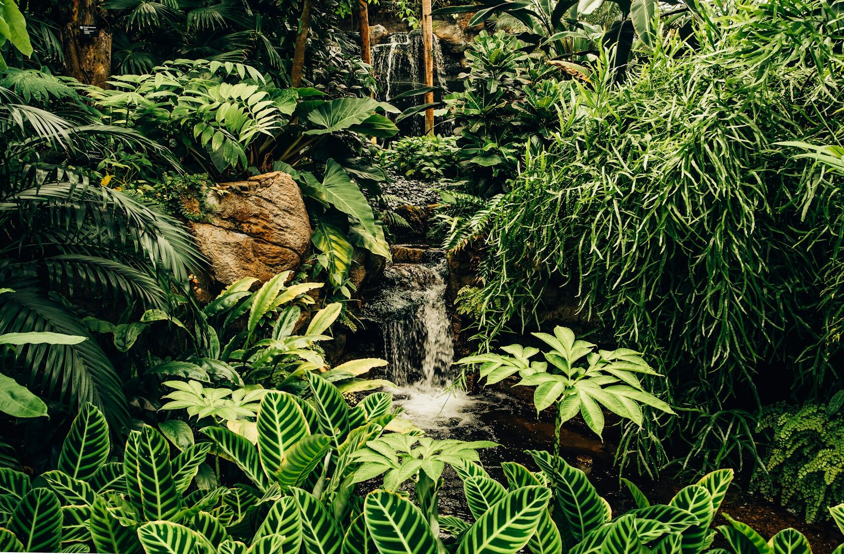Jungle Falls
