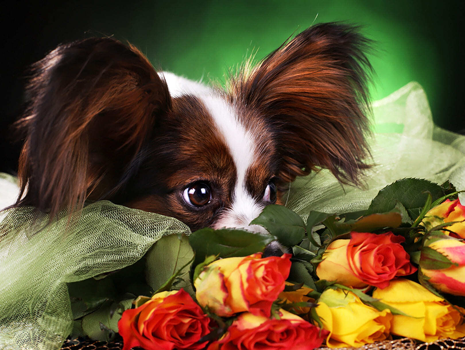 папийон лежит на розах