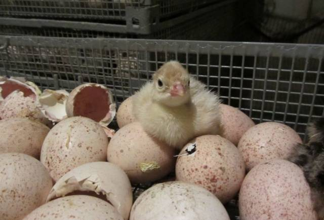 Купить яйцо хайбрид. Хайбрид грейд мейкер яйцо инкубационное. Индюк Хайбрид грейд мейкер. Инкубационное яйцо индюк грейд мейкер. Инкубационное яйцо индейки Хайбрид.