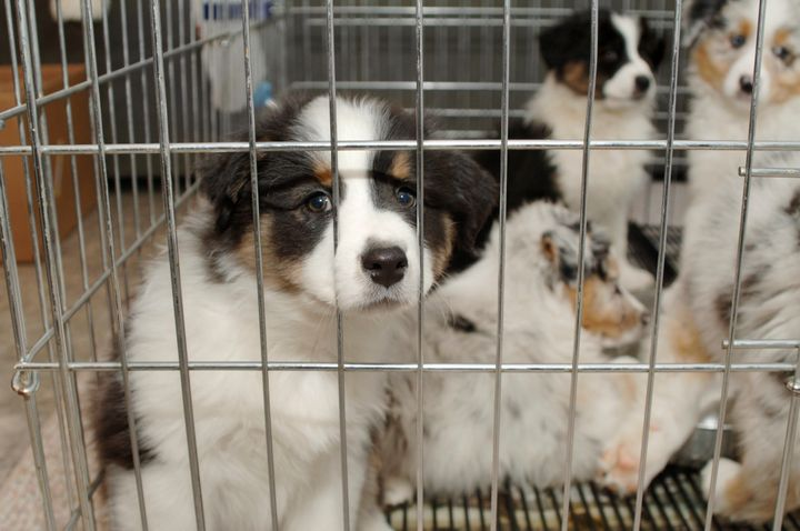 New York’ta köpekleri, kedileri ve tavşanları satma yasağı ortaya çıkar