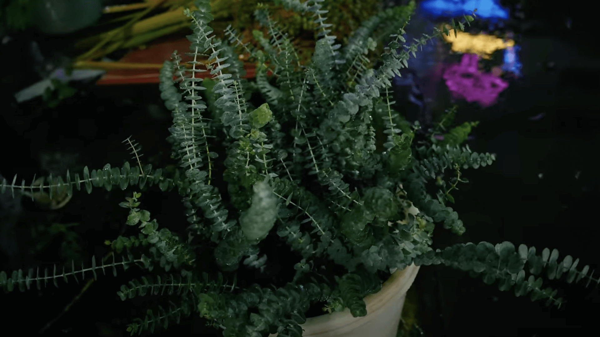 Что такое техническая и зелень и для чего она нужна