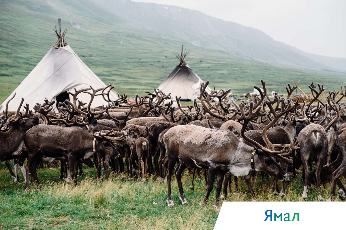 чум и олени
