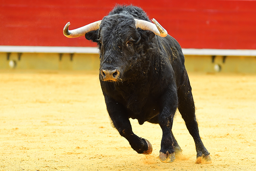 Бык под. Бык торо картины. Красный бык. Бык под дождем. Бык.