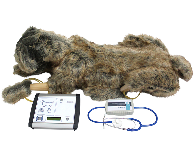 Dog cardiopulmonary resuscitation training simulator