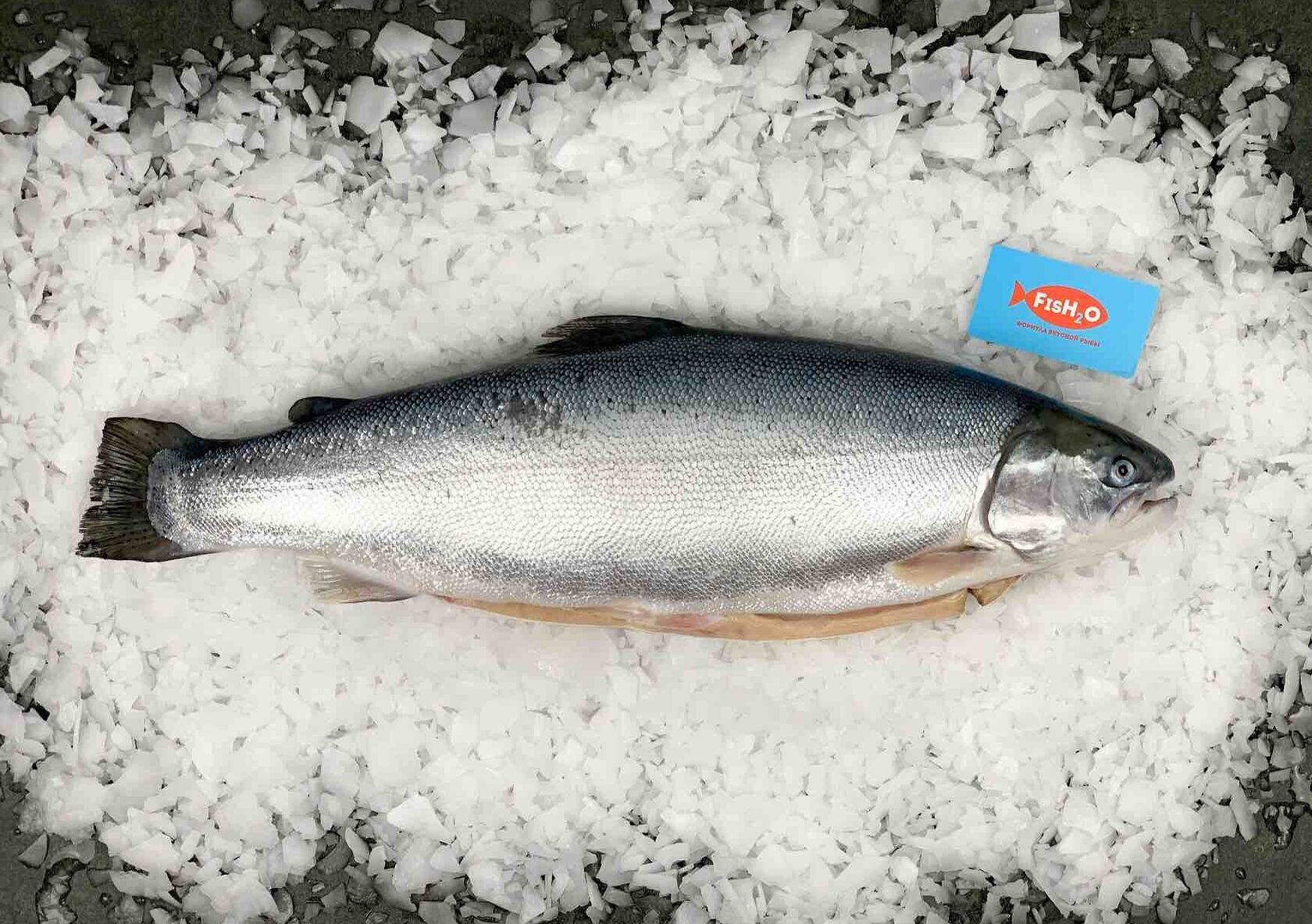 Форель морская охлаждённая потрошёная с головой из Мурманска