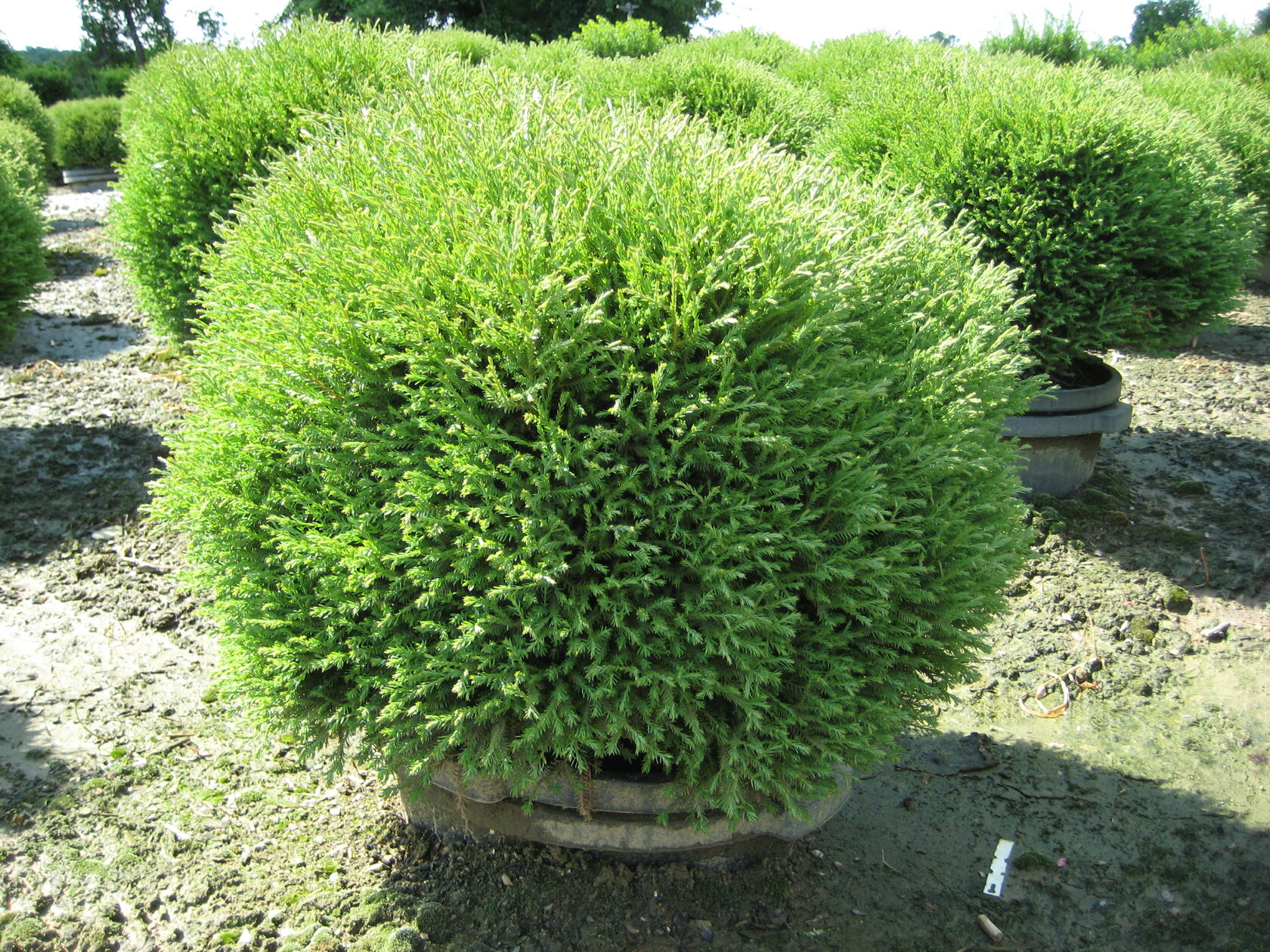 Туя западная Mr. Bowling Ball - Thuja occidentalis Mr. Bowling Ball. 