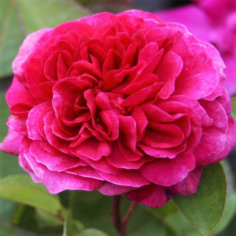 S rose. Софис Роуз Дэвид Остин.