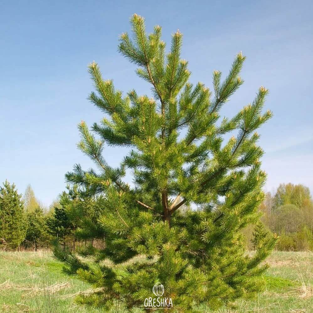 Seeds of Scotch pine (Pinus sylvestris) — 50 pcs